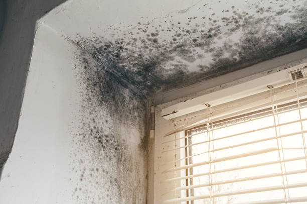 Trusted Attic Mold Removal service in Paris, TX - Cheap Mold Removal