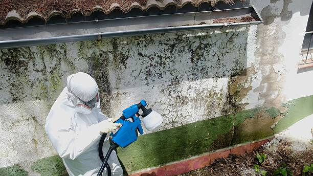 Trusted Crawl Space Mold Removal service in Paris, TX - Cheap Mold Removal
